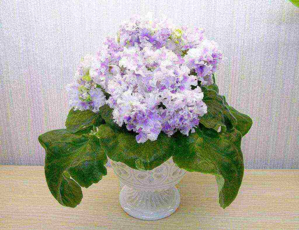 how to grow streptocarpus at home