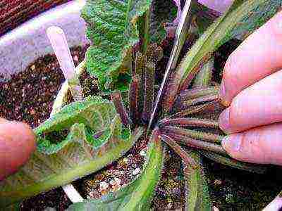 how to grow streptocarpus at home