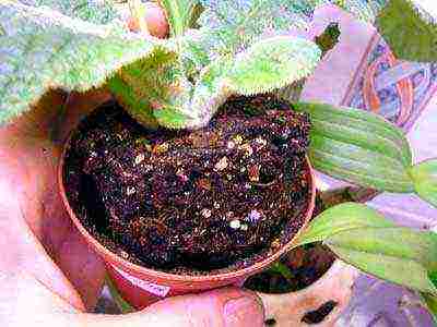 how to grow streptocarpus at home