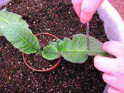 kung paano palaguin ang streptocarpus sa bahay