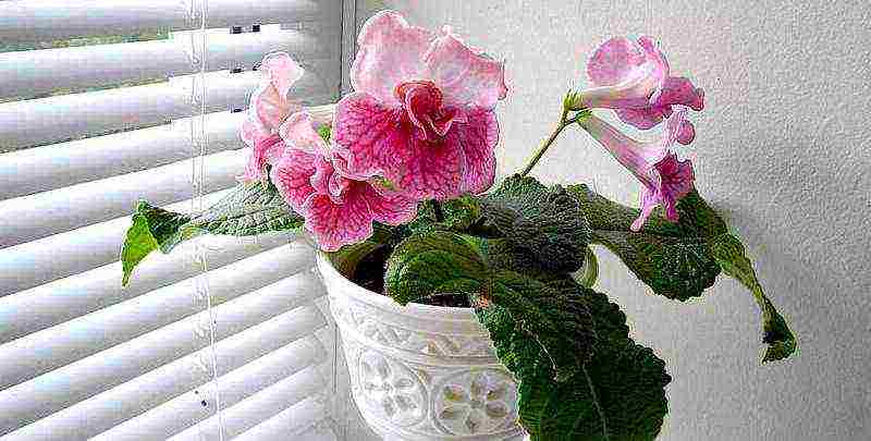 kung paano palaguin ang streptocarpus sa bahay