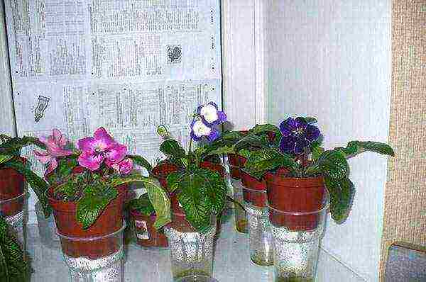 kung paano palaguin ang streptocarpus sa bahay