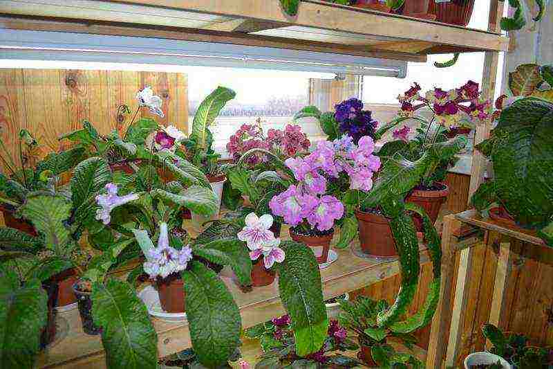 how to grow streptocarpus at home