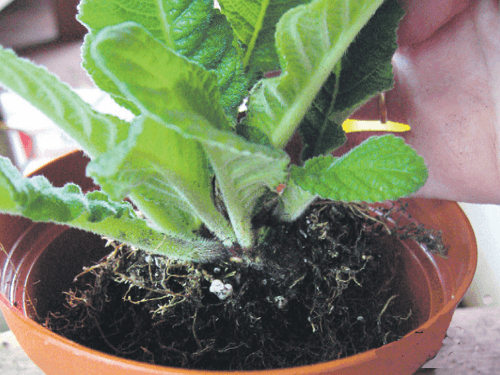 how to grow streptocarpus at home