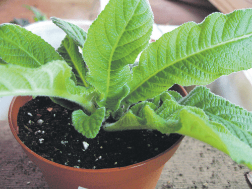 how to grow streptocarpus at home