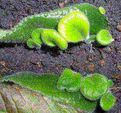 kung paano palaguin ang streptocarpus sa bahay