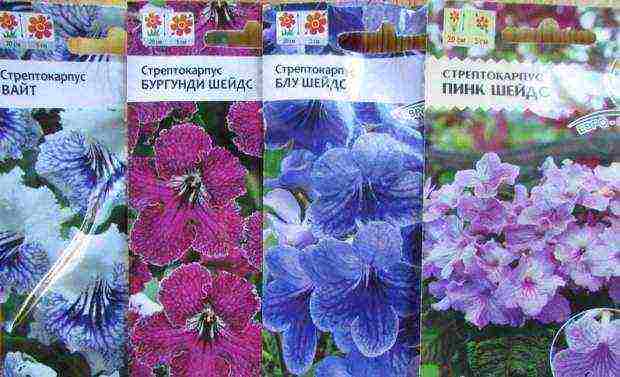 how to grow streptocarpus at home