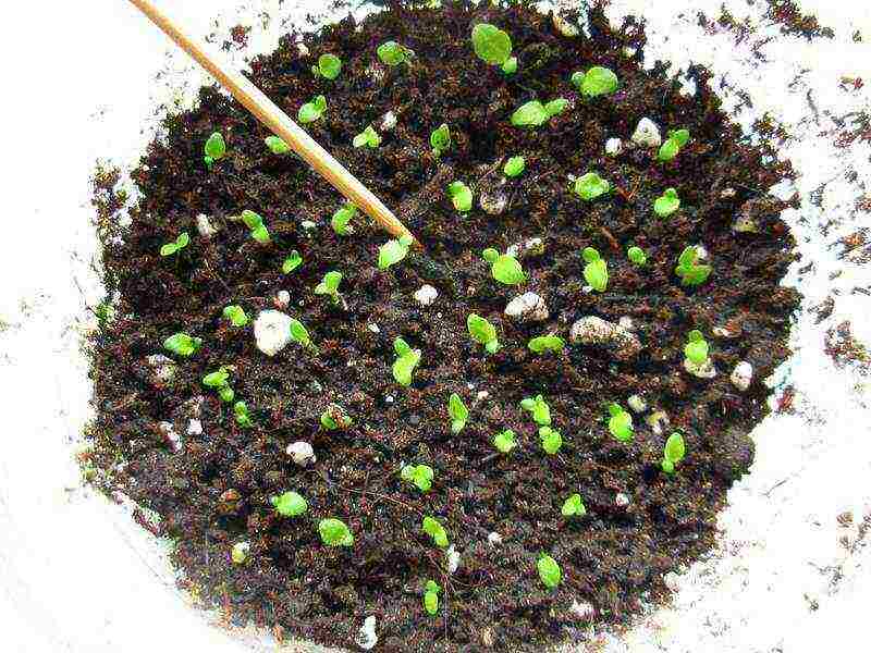 how to grow streptocarpus at home