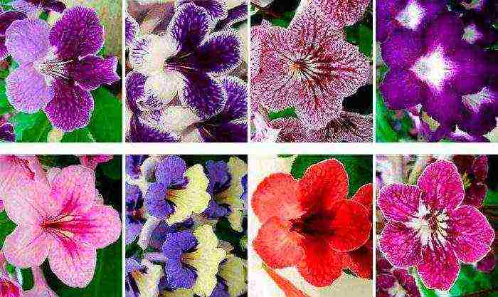 kung paano palaguin ang streptocarpus sa bahay