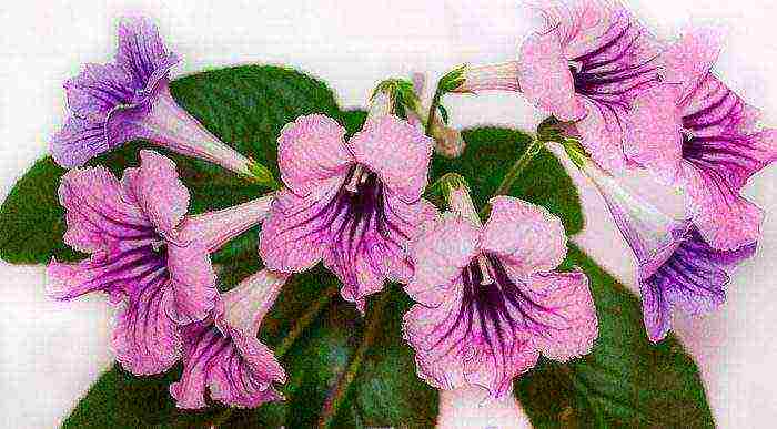 kung paano palaguin ang streptocarpus sa bahay