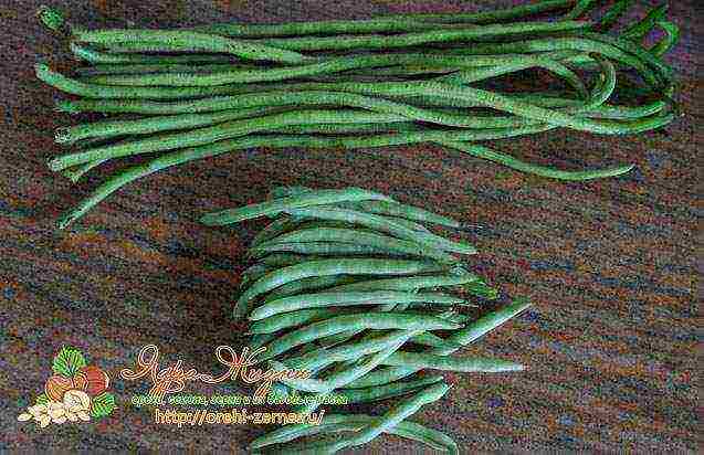 how to grow green beans outdoors