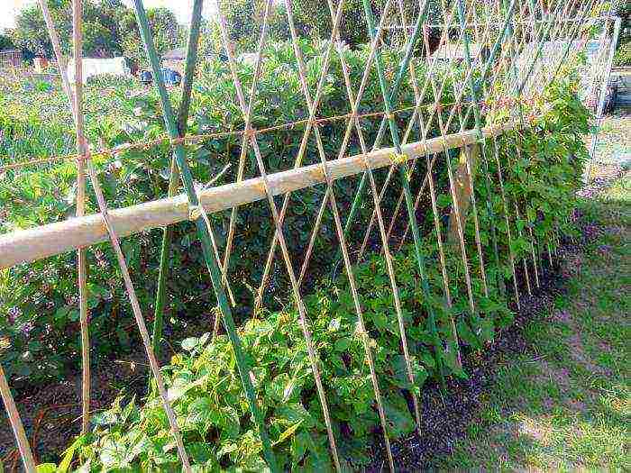 how to grow green beans outdoors