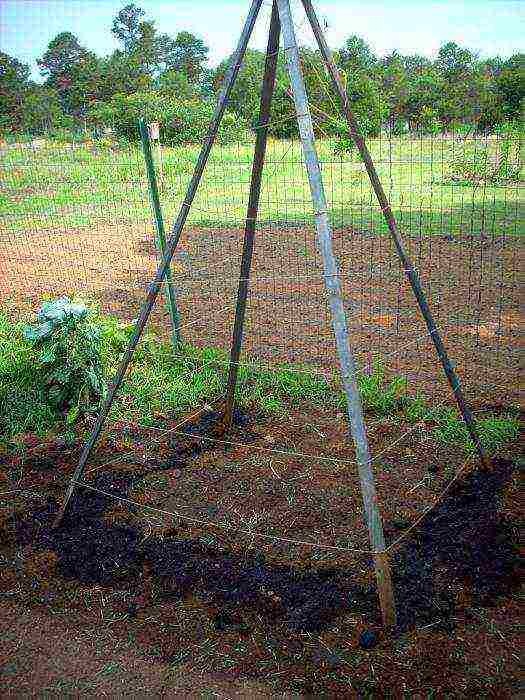 how to grow green beans outdoors