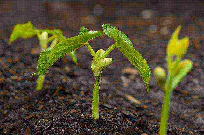 how to grow green beans outdoors