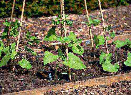 how to grow green beans outdoors