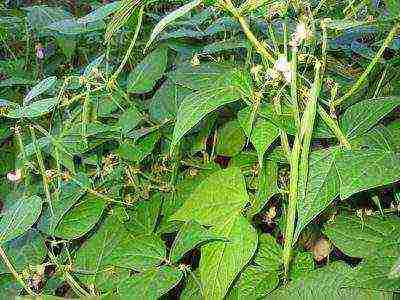 how to grow green beans outdoors