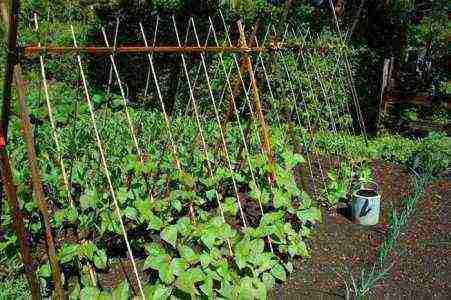 how to grow green beans outdoors