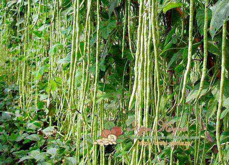 how to grow green beans outdoors