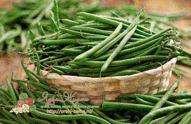 how to grow green beans outdoors