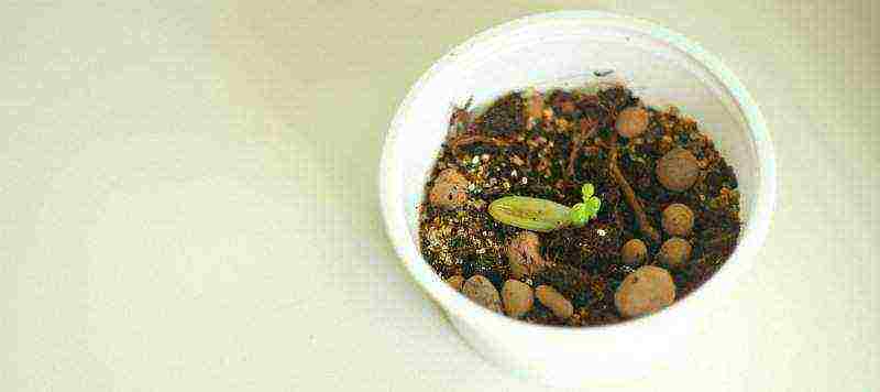 how to grow succulents from seeds at home