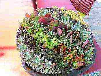 how to grow succulents from seeds at home