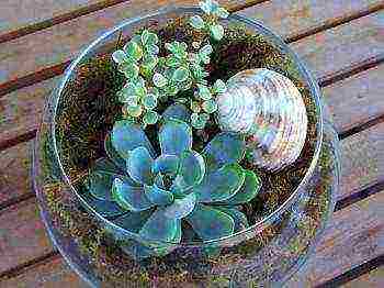 how to grow succulents from seeds at home