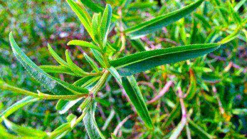 kung paano palaguin ang tarragon sa bahay