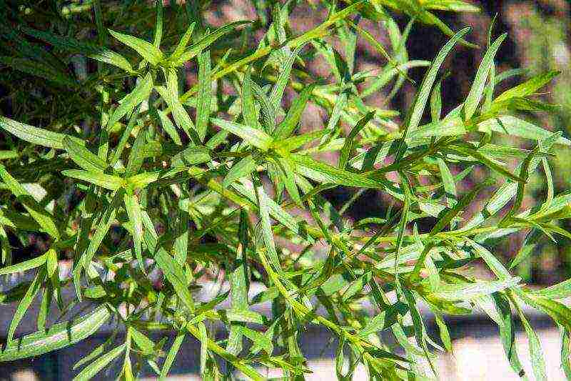 how to grow tarragon at home