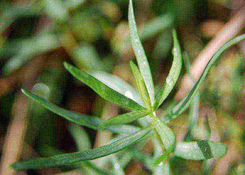 how to grow tarragon at home