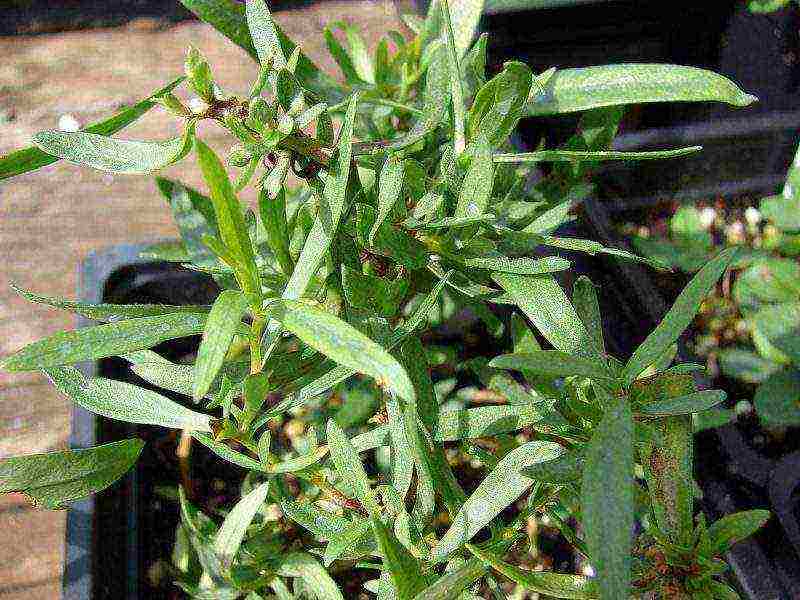 how to grow tarragon at home