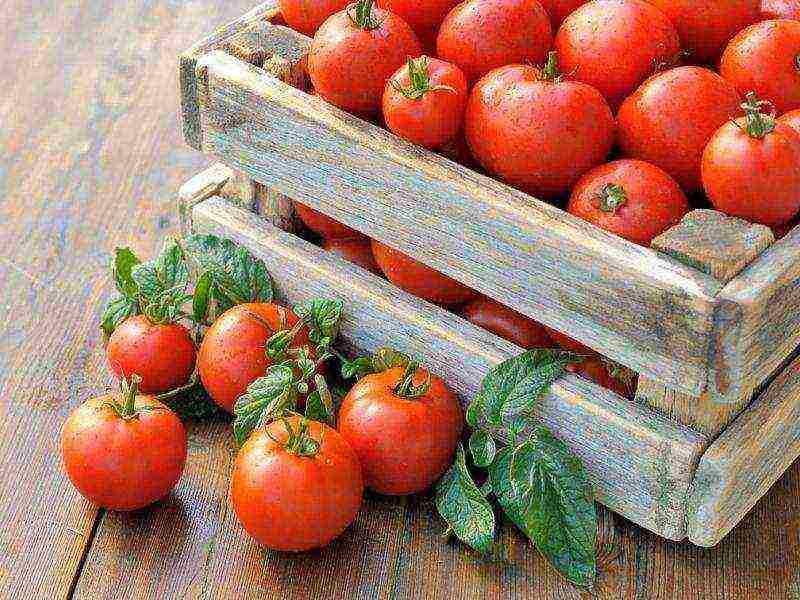 how to grow tomatoes at home