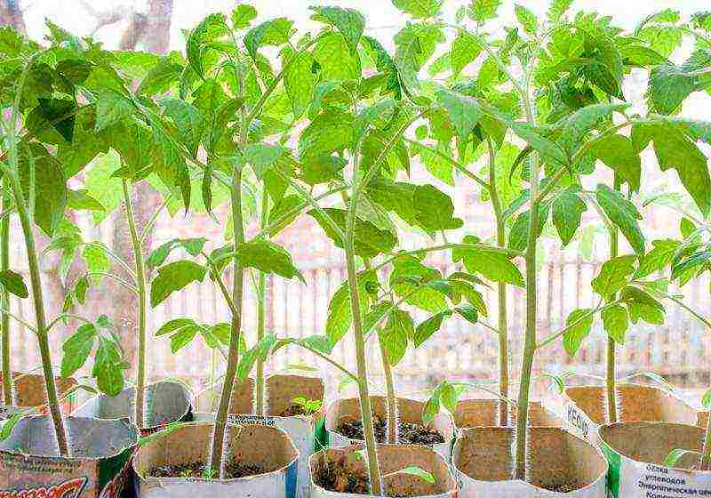 how to grow tomatoes at home