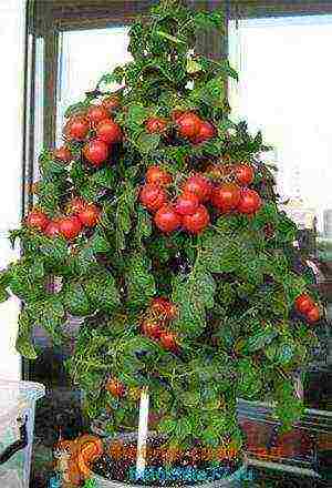 how to grow tomatoes in winter at home