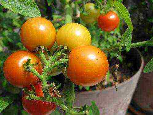 how to grow tomatoes in winter at home