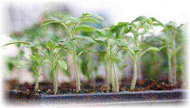 how to grow tomatoes in winter at home