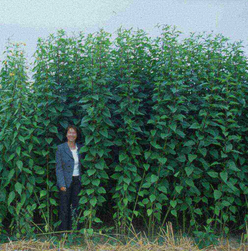 how to grow Jerusalem artichoke on an industrial scale