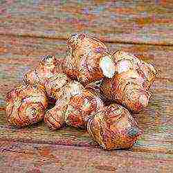 how to grow Jerusalem artichoke on an industrial scale