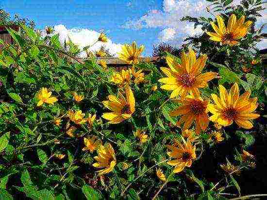 how to grow Jerusalem artichoke on an industrial scale