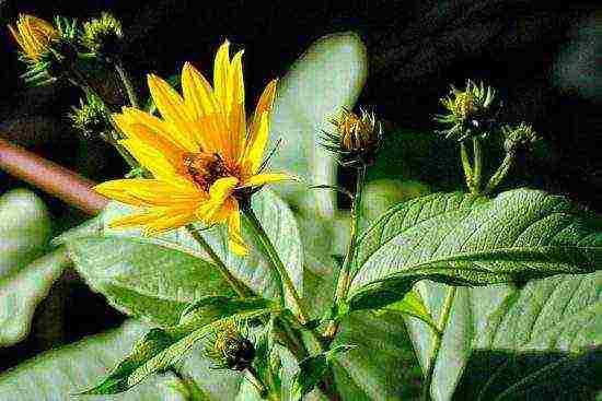 how to grow Jerusalem artichoke on an industrial scale