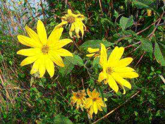 how to grow Jerusalem artichoke on an industrial scale