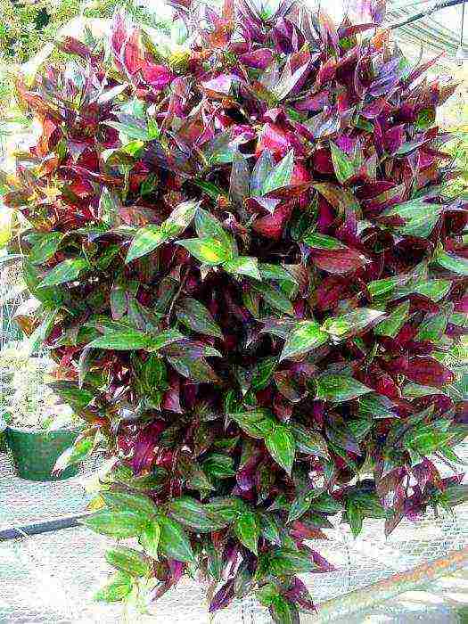 كيف ينمو tradescantia في المنزل