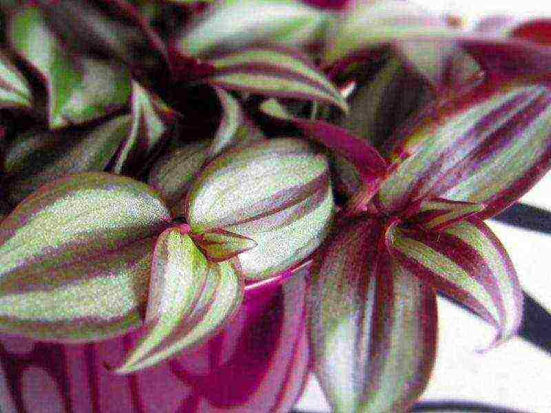 كيف ينمو tradescantia في المنزل