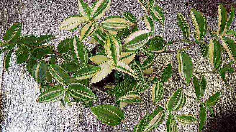 كيف ينمو tradescantia في المنزل