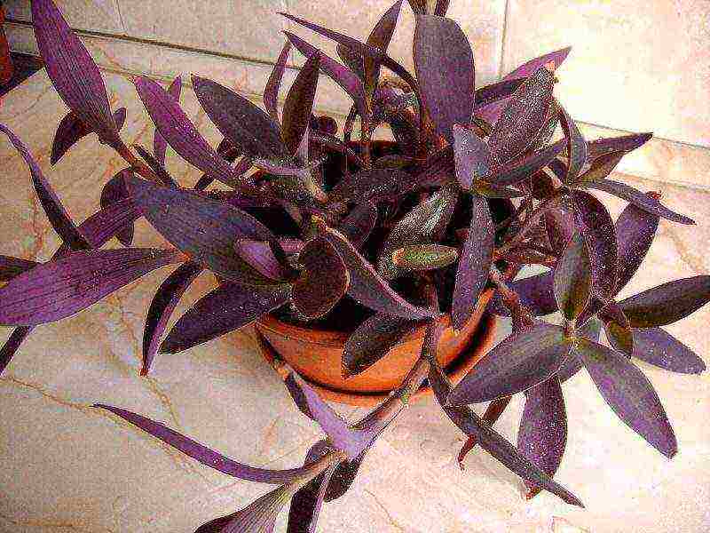 كيف ينمو tradescantia في المنزل