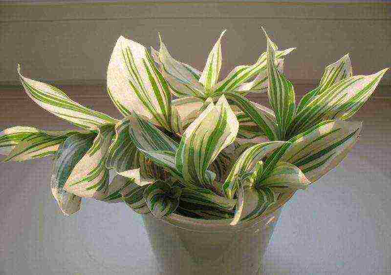 how to grow tradescantia at home