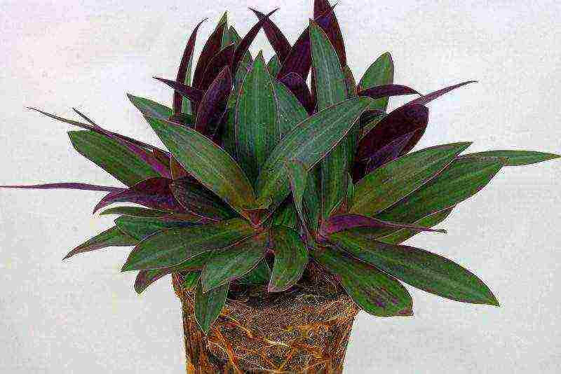 كيف ينمو tradescantia في المنزل