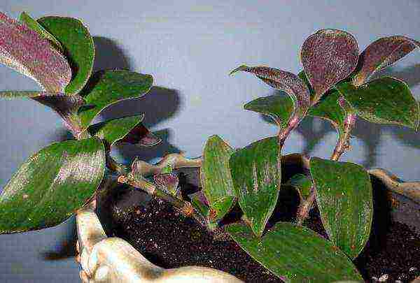 كيف ينمو tradescantia في المنزل