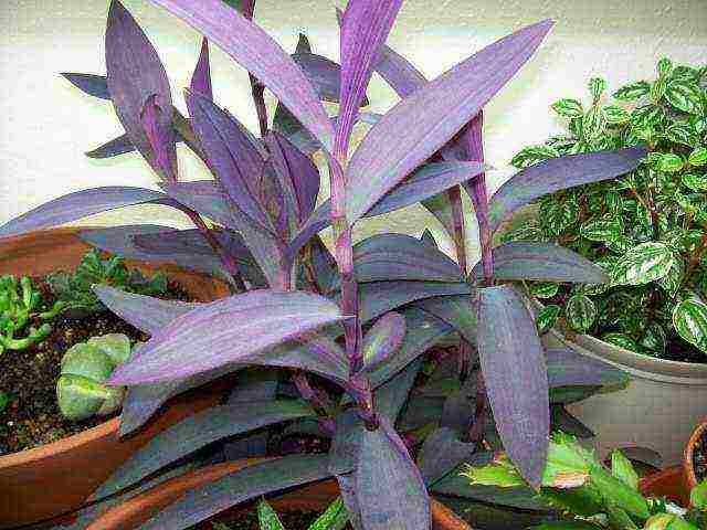 كيف ينمو tradescantia في المنزل