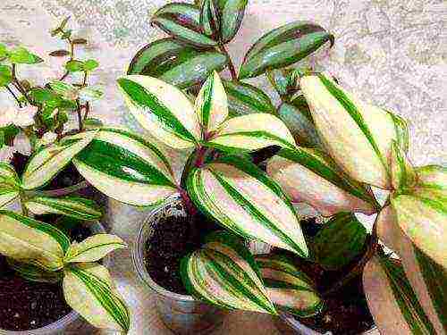 how to grow tradescantia at home