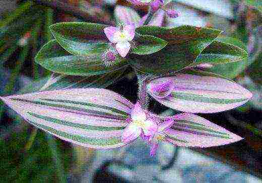 كيف ينمو tradescantia في المنزل